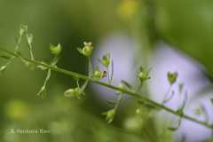 Veronica anagallis-aquatica